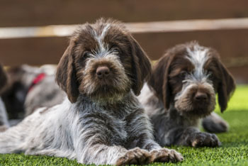 two puppies